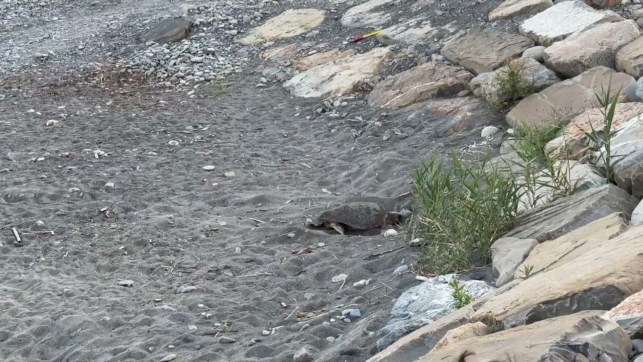 Riva Ligure: la tartaruga Caretta Caretta depone le uova sulla spiaggia