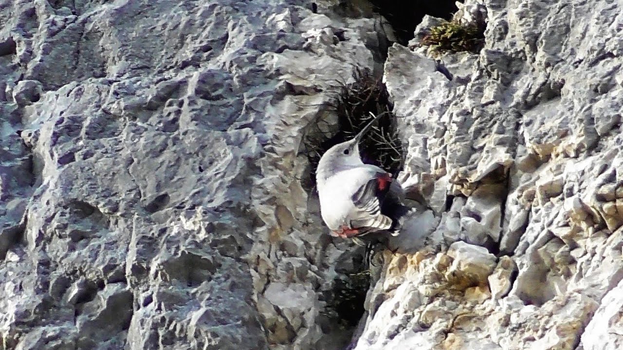 Mauerläufer 