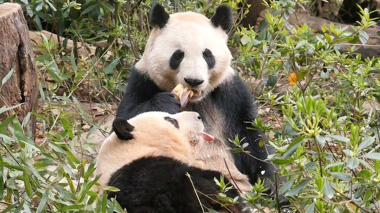 3.21 HeYe finds the bamboo shoots, HeHua's mouth is watering but couldn't get it😅