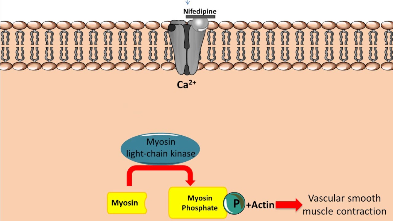 Mechanism of action for Calcium Channel Antagonists