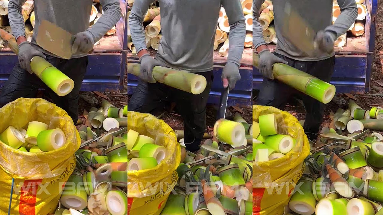 How To Cutting Bamboo Shoot Professional P206