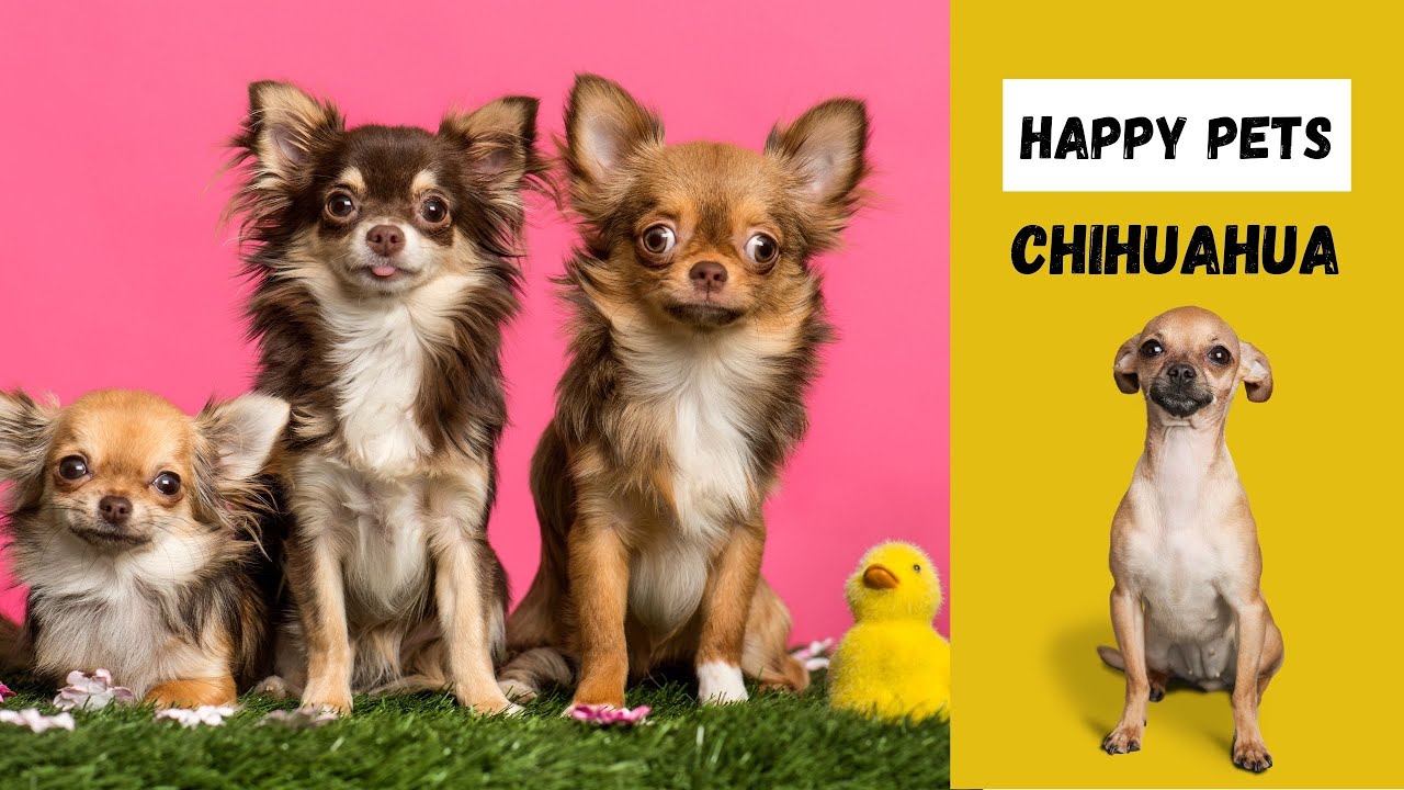 Chihuahua Rassebeschreibung, Steckbrief: Was du alles über #chihuahua wissen musst.