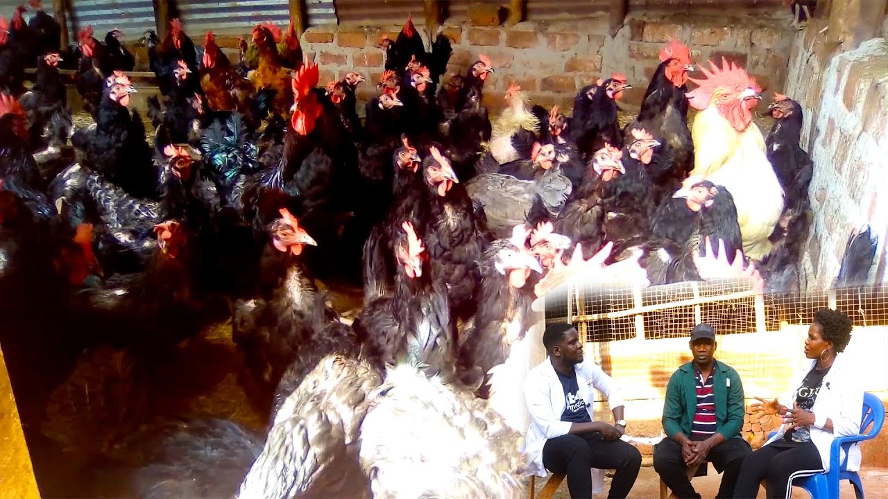BA LUBWAMA POULTRY PROJECT -Enkoko enganda Tuzifunyemu Obuggaga