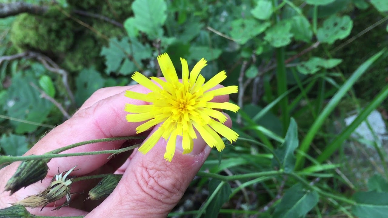 Hieracium reticulatiforme Altnaharra