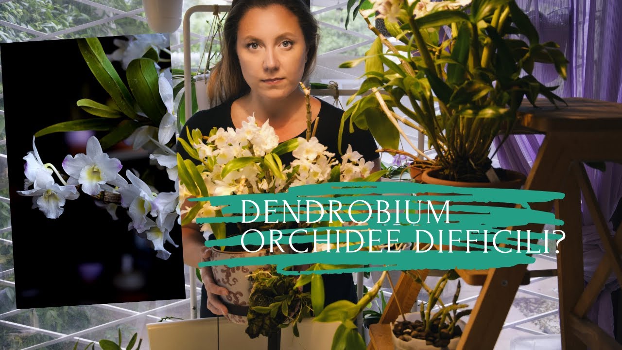 Dendrobium: conoscerli e coltivarli (orchidee difficili?)