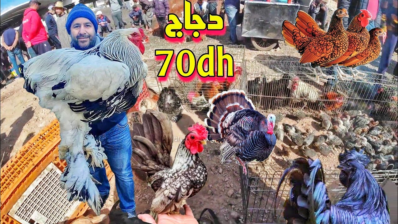 جديد سوق القريعة💥دواجن ملكية دجاج فرنسي و سلطان دجاج والفيومي و لبرهما وماعز ألبين