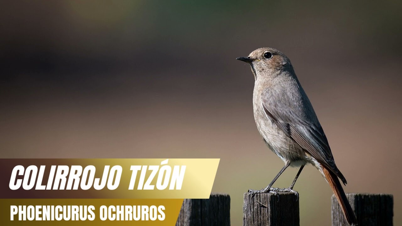Canto del Colirrojo Tizón (Phoenicurus ochruros) 🔥🪶