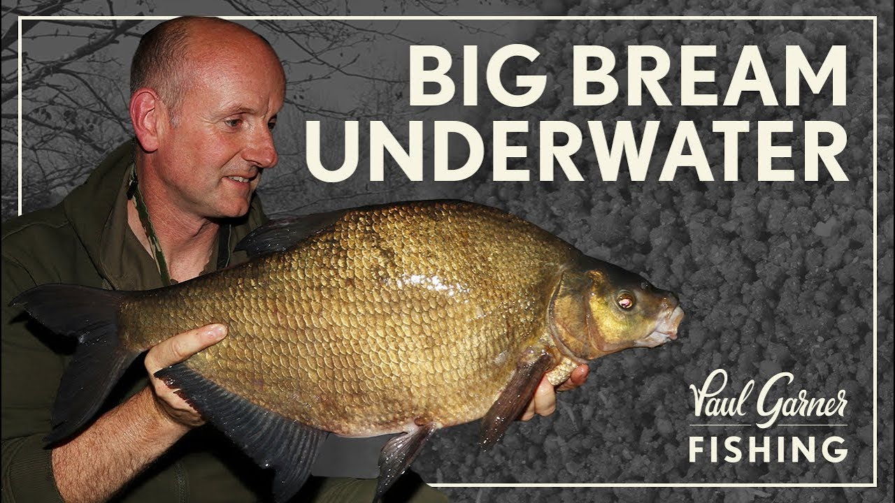 Bream Fishing : Underwater Secrets