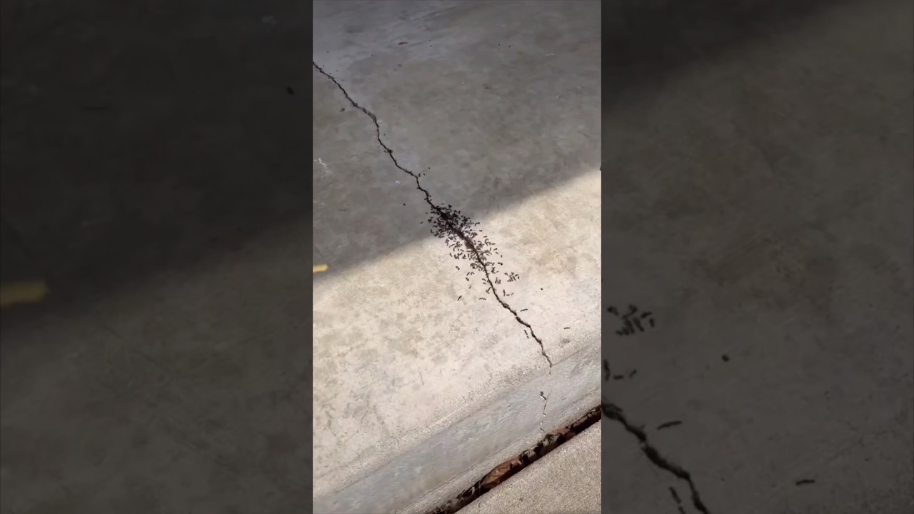 FASTEST Way To Remove ANTS