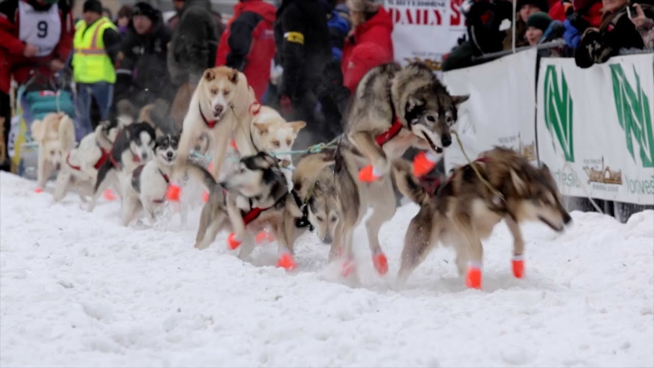 YQ 2014 - The Start