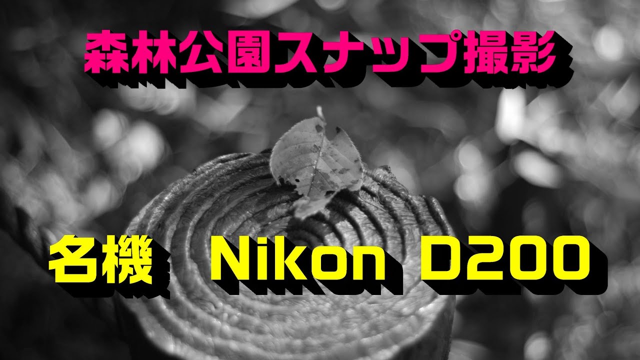 Nikon D200 CCD 4K photo PART3　撮影地｜県立東高根森林公園 Kanagawa