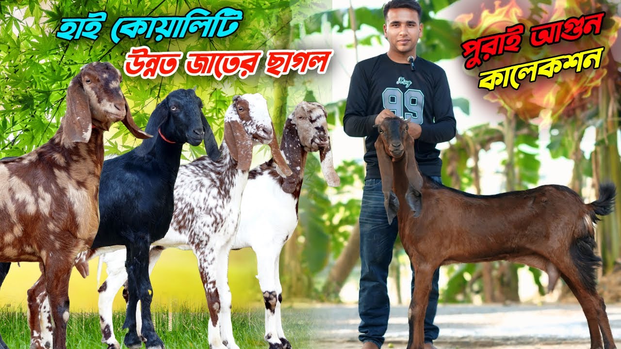 পুরাই আগুন কালেকশন। উন্নত জাতের ছাগল কিনুন পাইকারি দামে।
