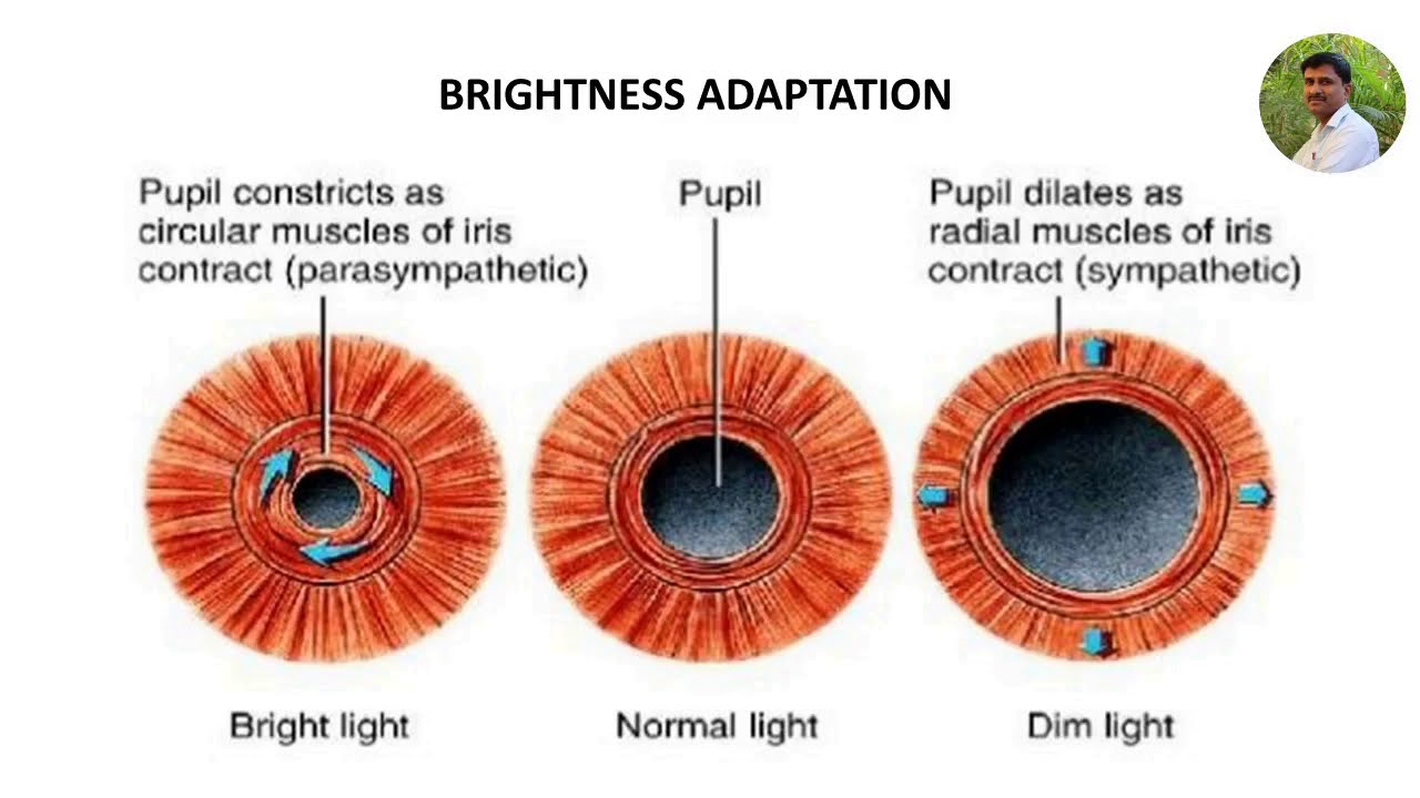Brightness Adaptation and Discrimination VTU Online class