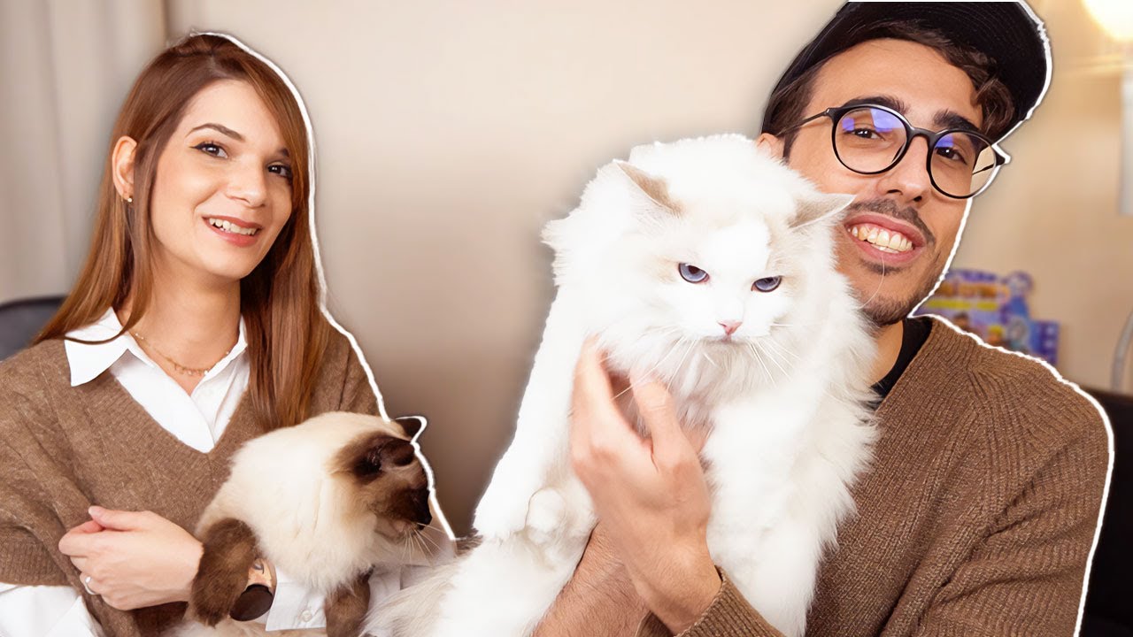QUANTO È DIFFICILE AVERE 3 GATTI?