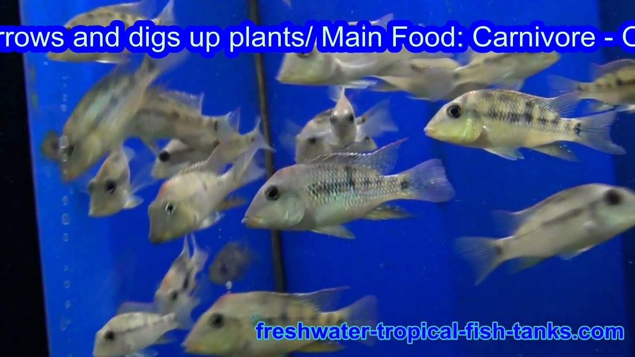 geophagus steindachineri-Red Hump Geophagus