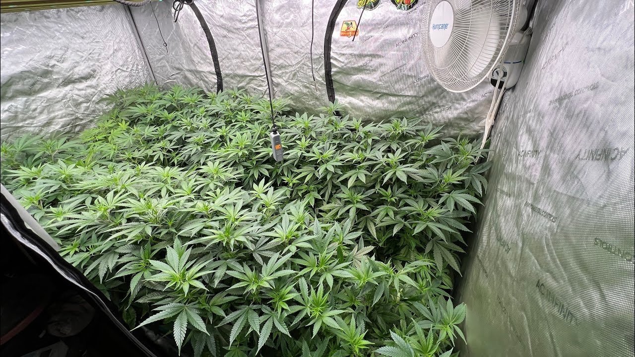 How to grow a pound of Marijuana Using Growace aircubes! 🔥