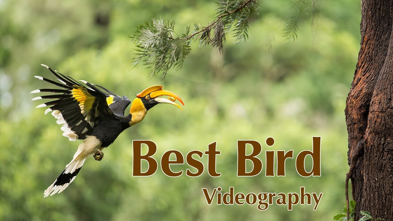 Bird Watching Evolve Back Resort, Coorg by Dr. Mohamed Rifas