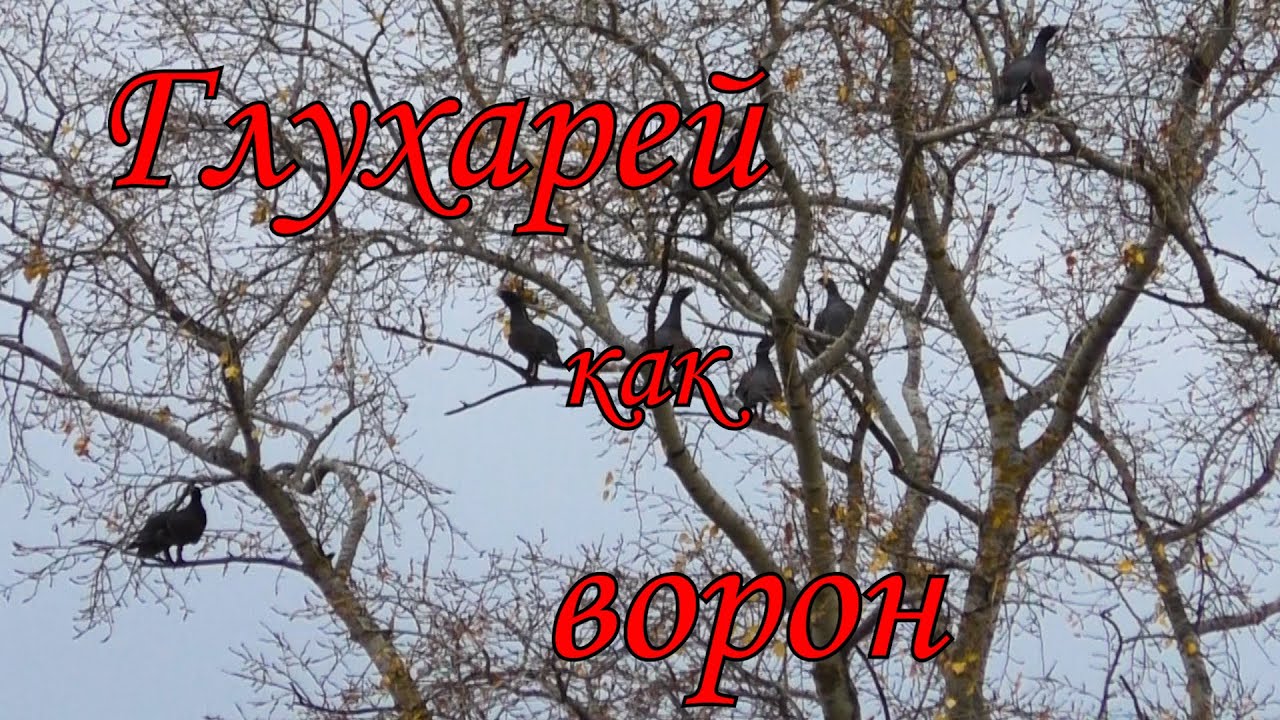 22lr/ОХОТА В КРАЮ НЕПУГАНЫХ ГЛУХАРЕЙ