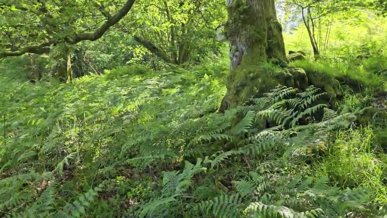 monitoring my Pied Flycatcher nest boxes