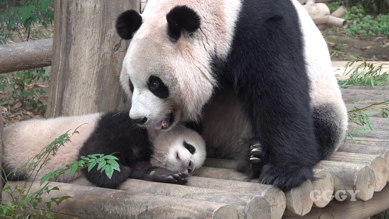 에버랜드 아기판다 푸바오 ' 일어나라. 푸바오' ( 6 month old giant panda cub )