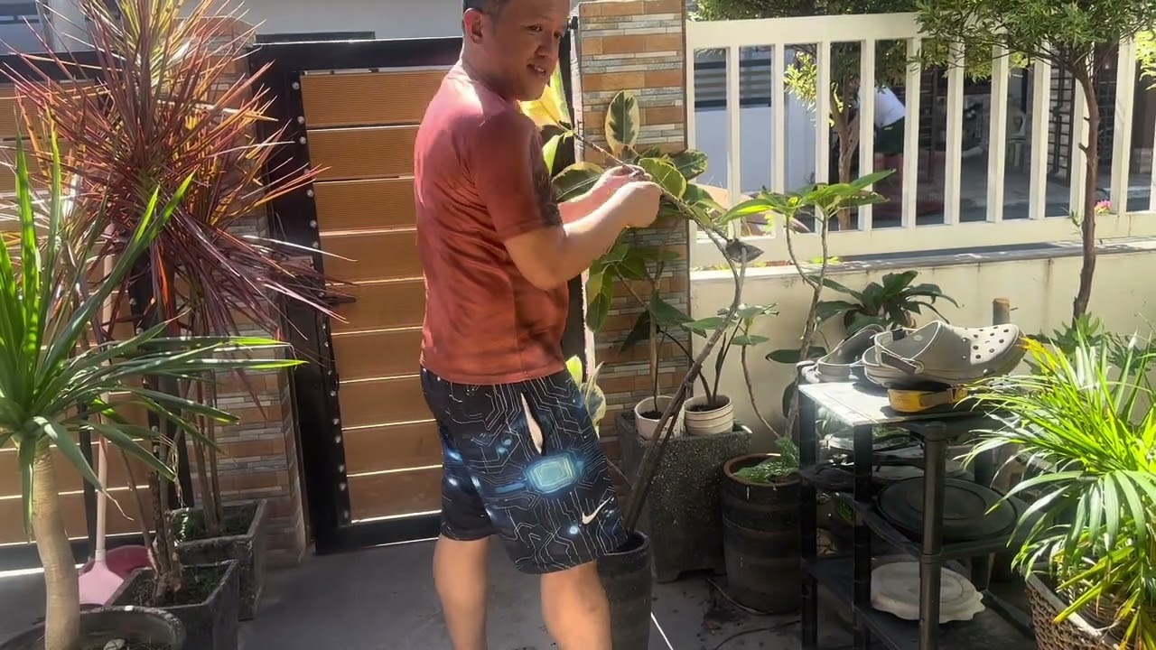 How to Marcot Tineke Rubber Plant