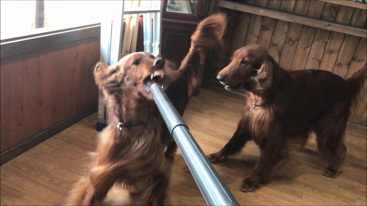 【掃除機と戦う大型犬】掃除機に敵意むき出しのアイリッシュセター Irish setter barking on a vacuum cleaner