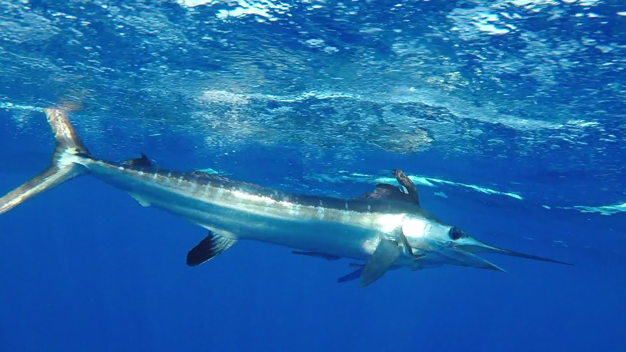 Chris Plaford - Three Days Offshore Fishing In Dominican Republic