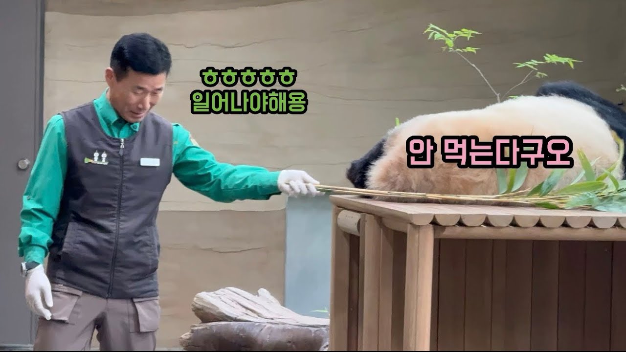 안먹는다고 단후한 후이🫣 그 모습에 빵터지신 할부지ㅋㅋㅋ🤣