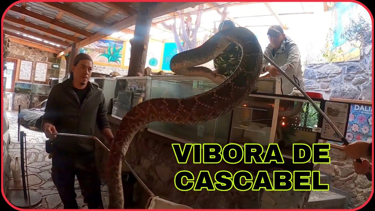 VIBORAS DE CASCABEL (liberación de unas serpientes muy grandes😀).