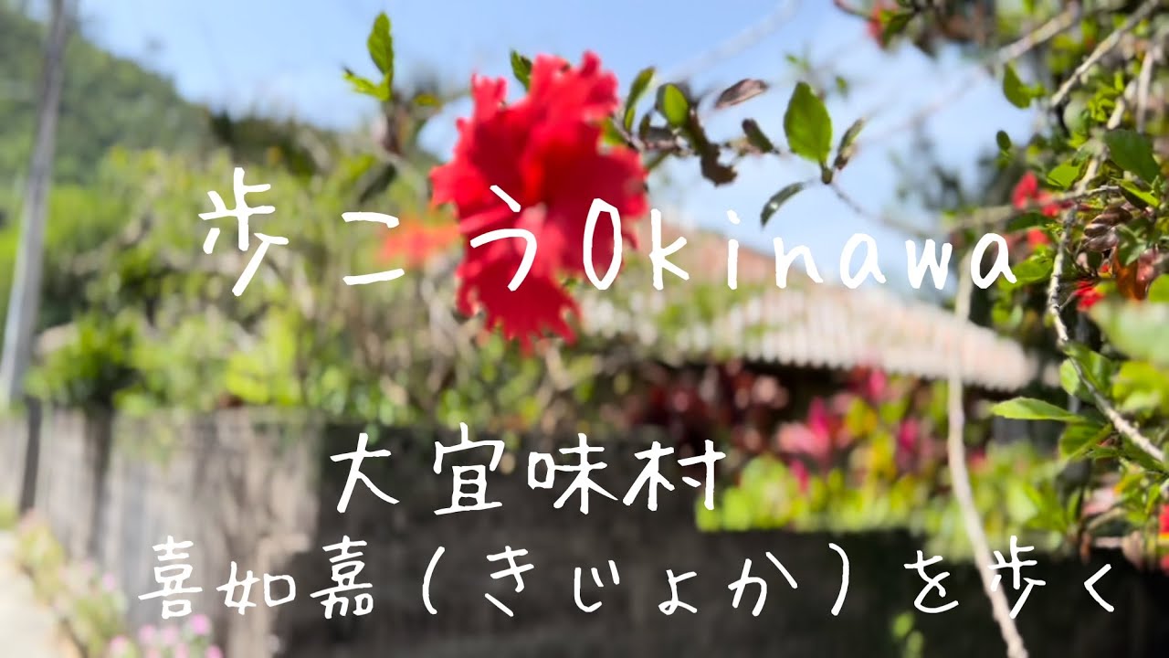 【沖縄108】大宜味村1喜如嘉（きじょか）春の風物詩オクラレルカと七滝#japan #okinawa #walk