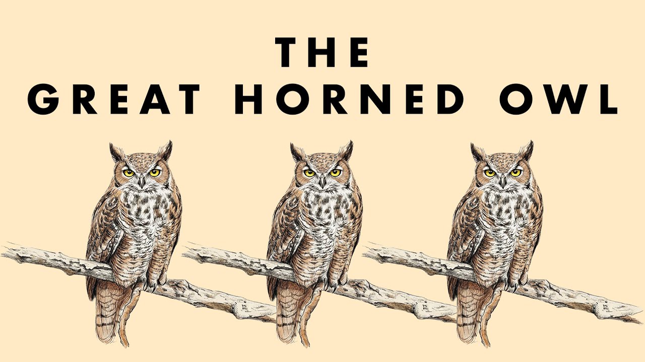 Did you know this about the Great Horned Owl?