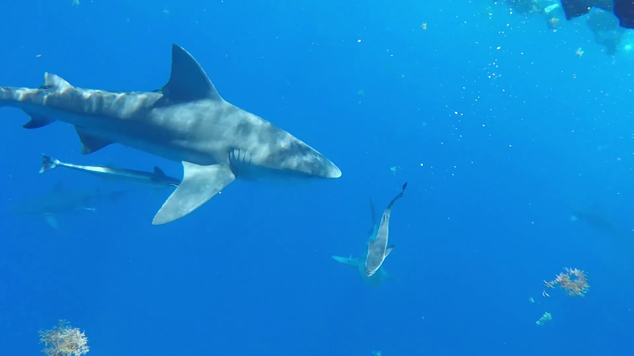 Bull Sharks - Swimming with Shark Addicts -Jupiter, FL  4/12/2019