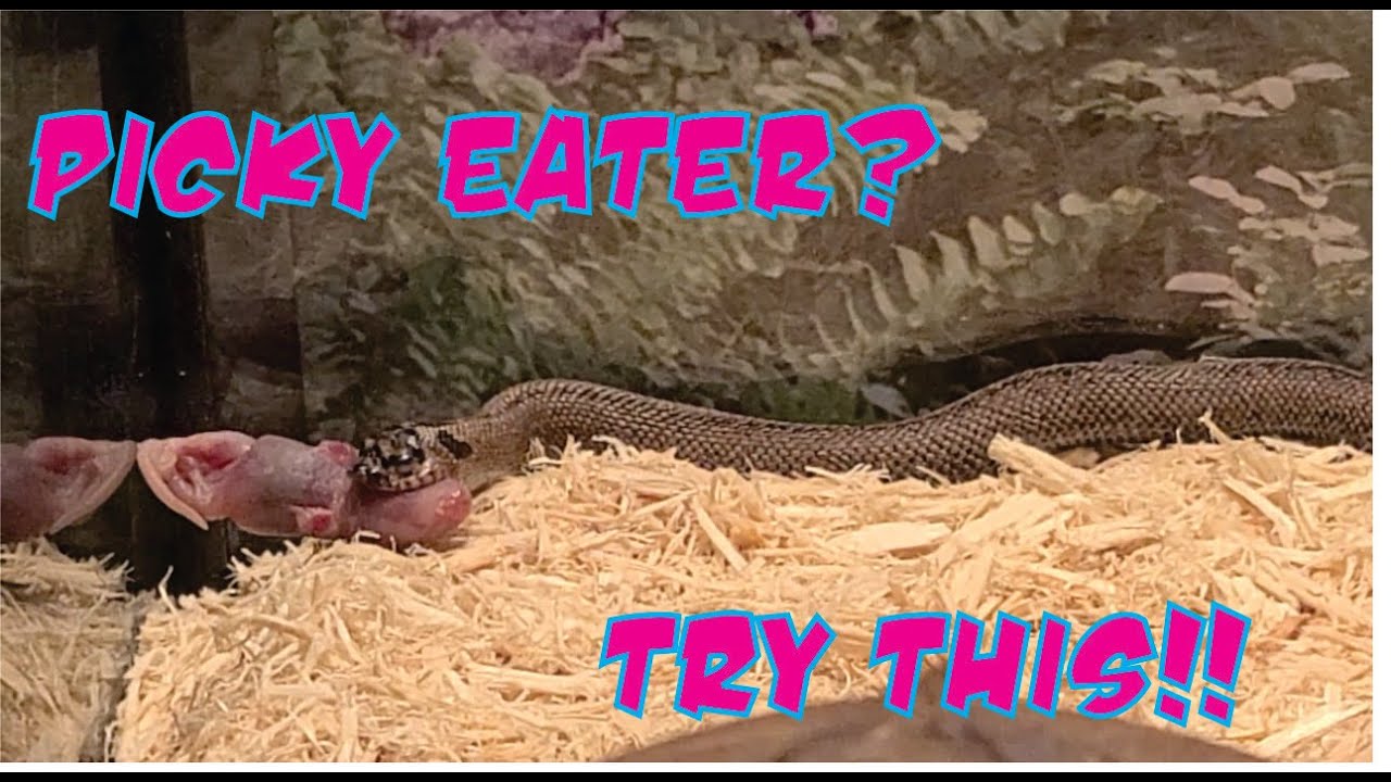 Hognose won't eat -  Picky eater solved