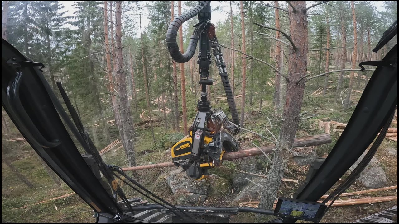 Hyvän kokoista mänty harvennusta vaihtelevassa maastossa. VR24 Ponsse Scorpion K H7 AC FC