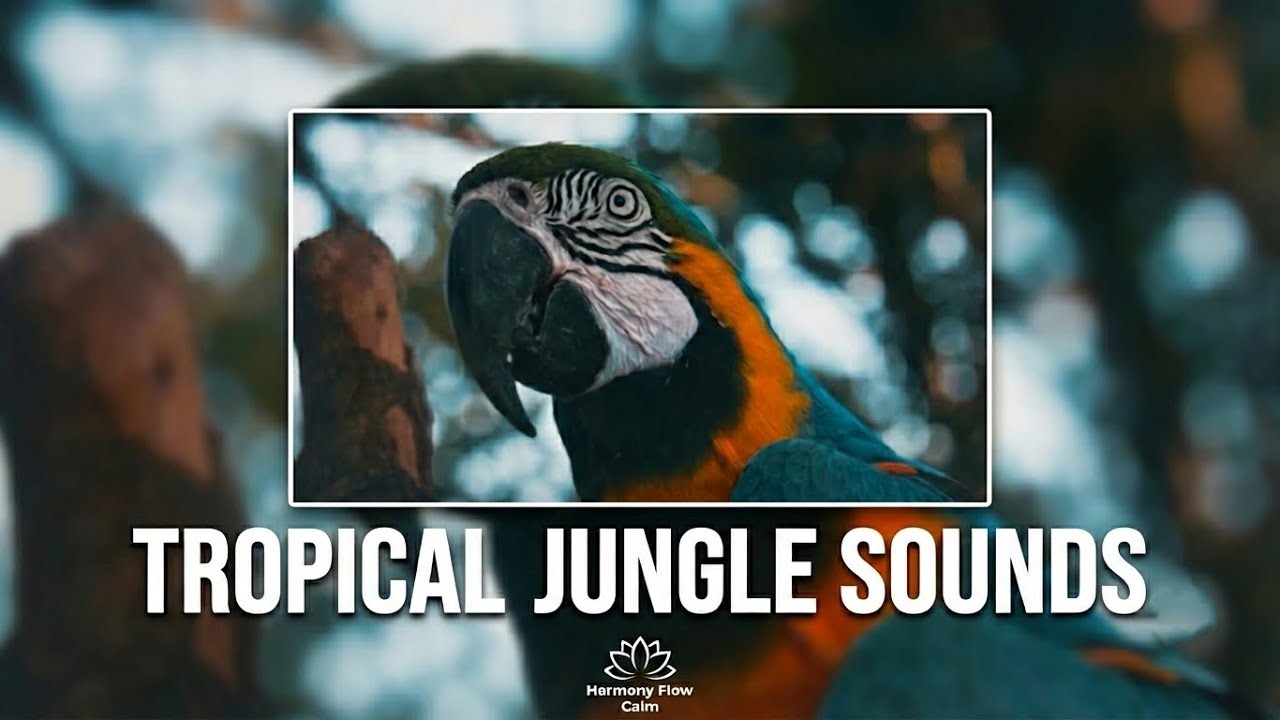  Tropical Jungle Sounds | 1 Hour Relaxing Nature Music with Waterfalls & Birds