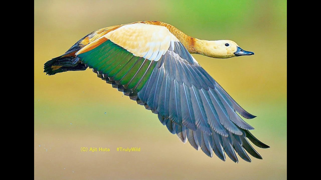 Duck in flight | Beautiful colours of Ruddy shelduck | This duck migrates over Mount Everest range