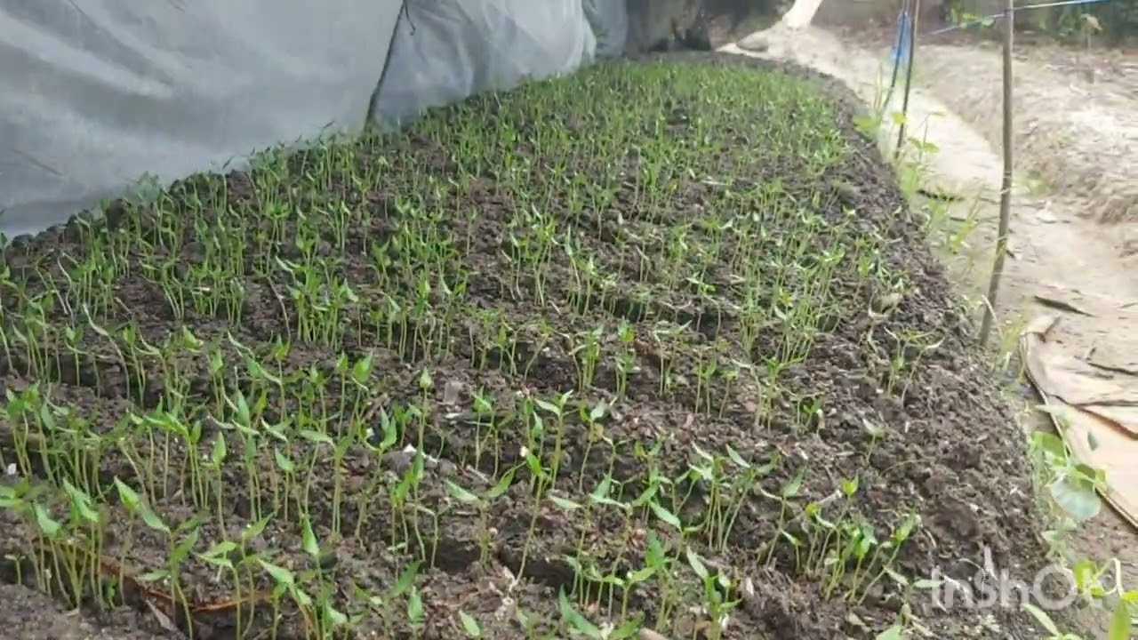 Cmk lolay 11 Hss#cmklolay #cmk #pertanian #berkebun