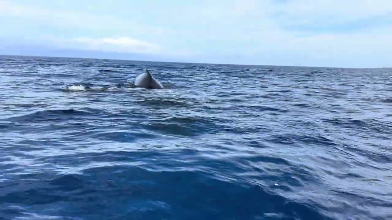 Friendly baby humpback came up to say aloha to us. Maui 3/1/26
