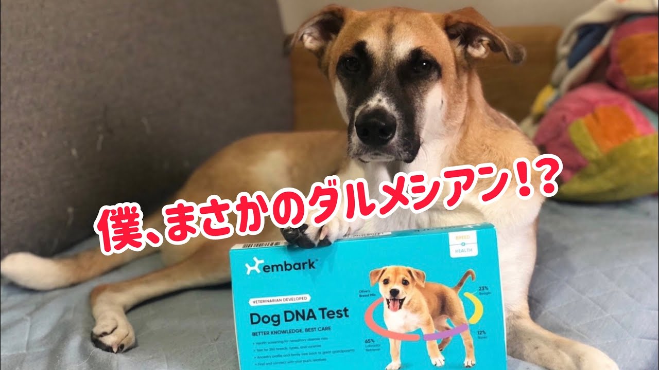 ぜんすけ遺伝子検査の結果発表‼︎