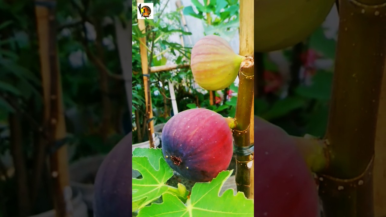 PANEN BUAH TIN/FIG FRUITS.. #shorts #duniahobi #ara #fig #tin #figtree #buahsurga  #buahtin