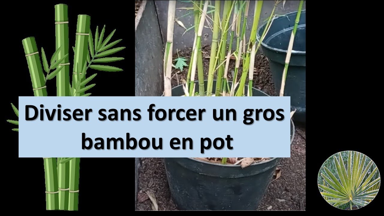 Comment diviser sans forcer un gros bambou en pot