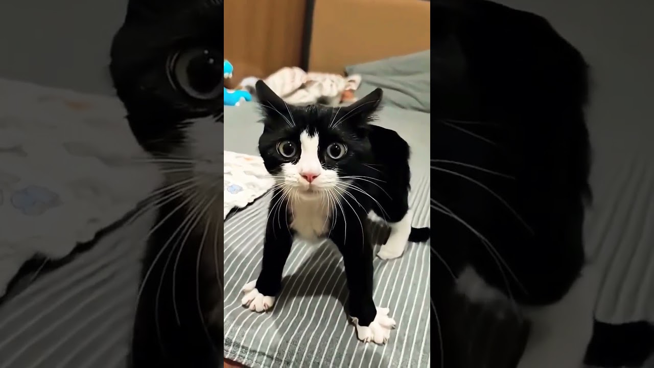 Black and white cat Sound #shortvideo  #cat #funnyvideo