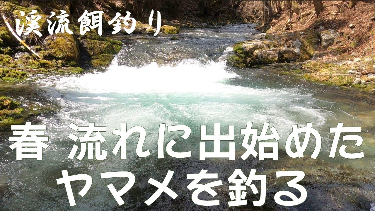 春、流れに出始めたヤマメを釣る【渓流餌釣り】