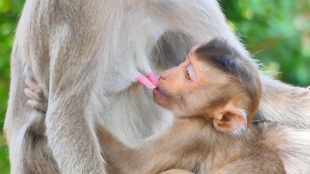 Wow, Very cute Little Branly is yummy with milk he tries to get milk very fast so funny