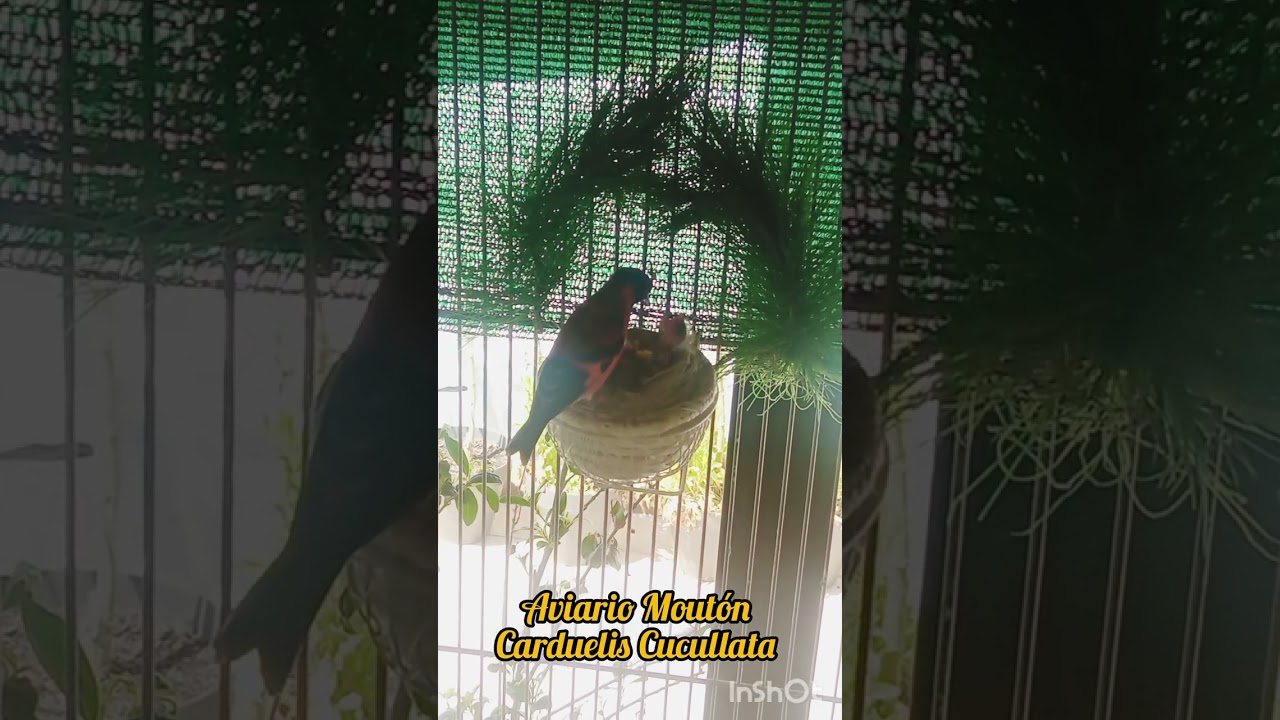 Cardenalito de Venezuela. Cria y reproducción.