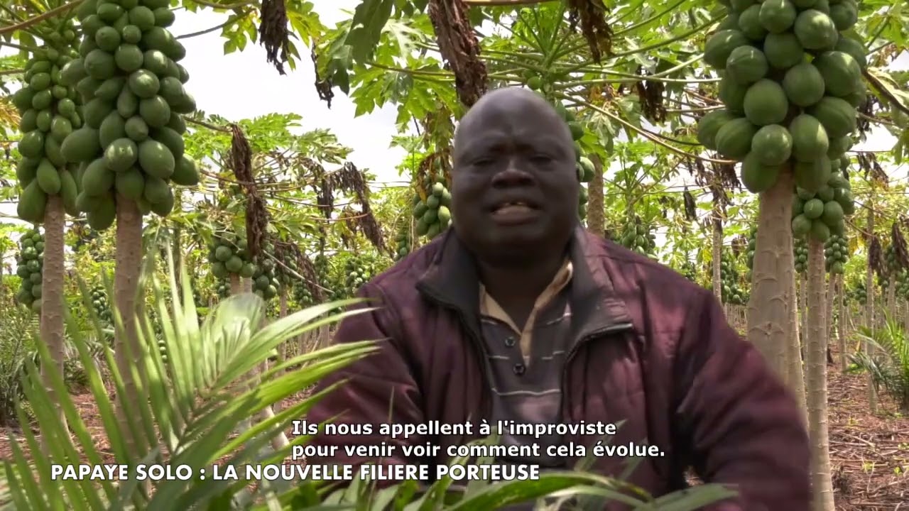 Papaye solo, la nouvelle filière à Houègbo qui attire le Monde et soutient l'économie locale