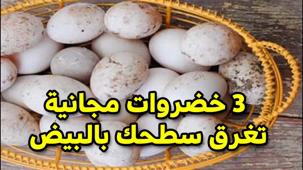 غرق سطحك بيض ببلاش! 🥚 الـ 3 خضروات السحرية اللي هتخلي فراخك 