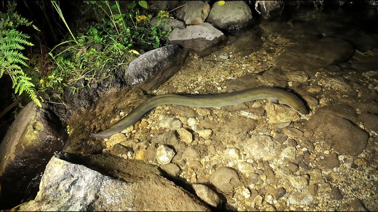 Feeding Eels 11 Nov 2025