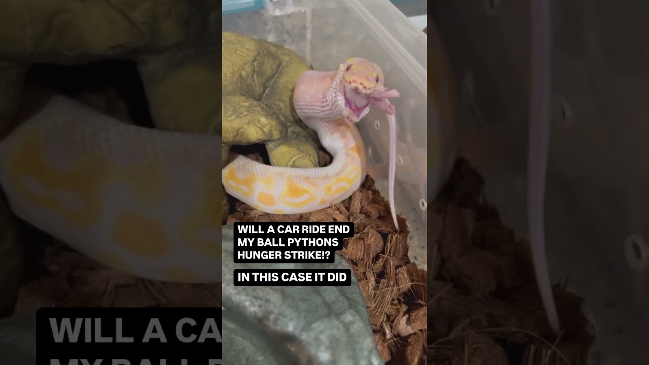 THIS ACTUALLY WORKED! TRY IT OUT IF YOUR BALL PYTHON IS ON A HUNGER STRIKE!