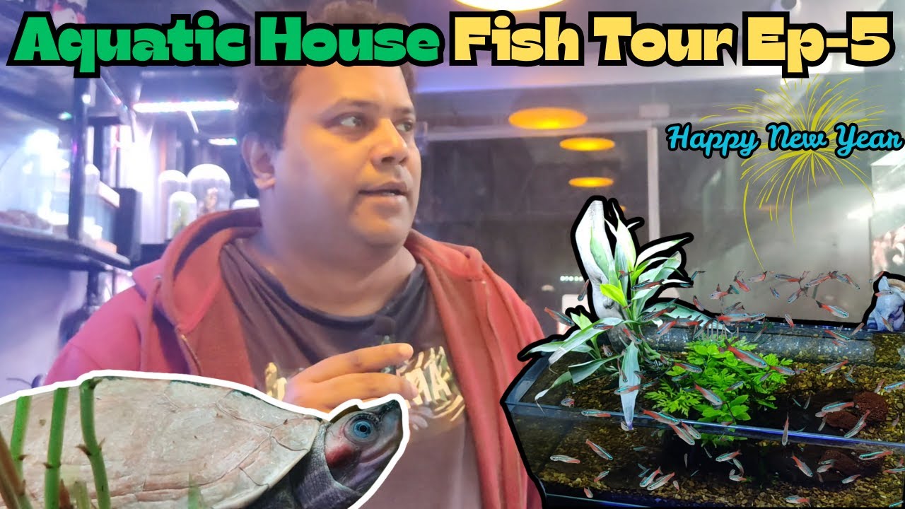 Aquatic House new year shipment arrived Ep-5 | Exotic Fish Tour | VortexWajji
